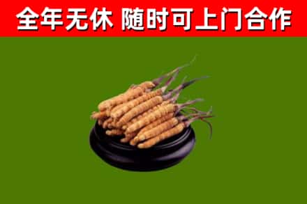 杂多县回收冬虫夏草