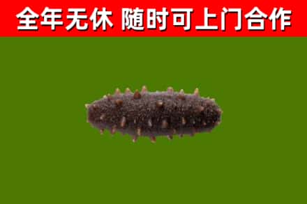 杂多县回收海参干